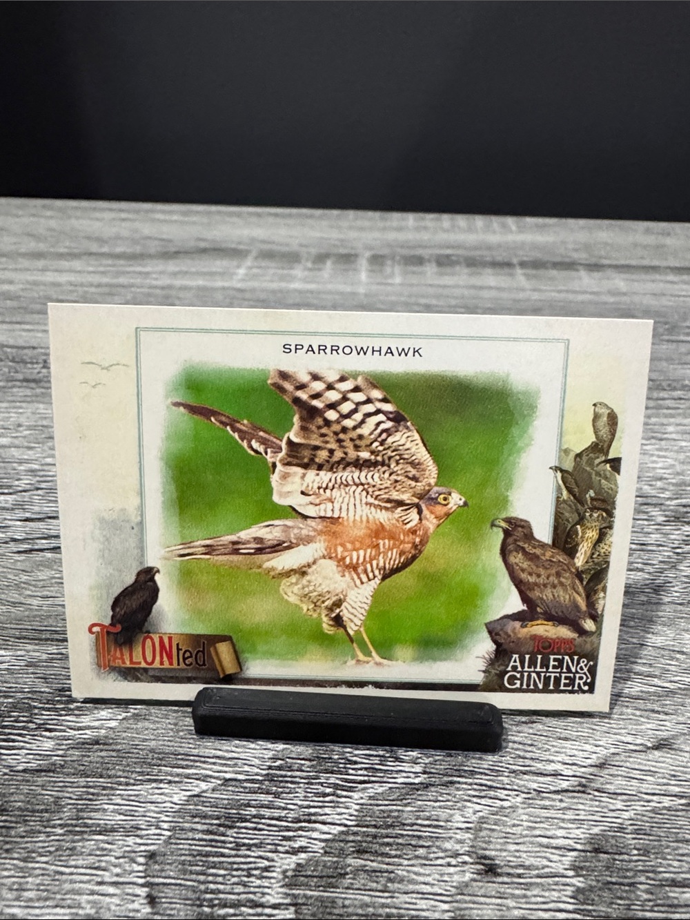 Topps | Allen & Ginter #TT-13: Talon Ted: Sparrowhawk (2023) - Trading Card
